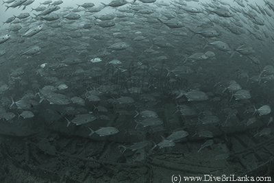 Big Eye Trevally